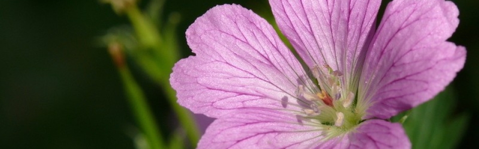 purple-flower-800×600